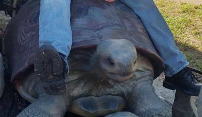 Giant turtle statue stolen 1-11-18