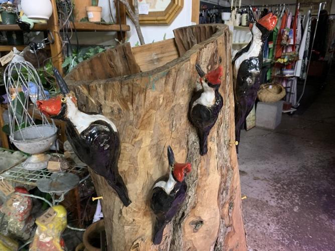 tree with woodpeckers - KK - 4.6.23