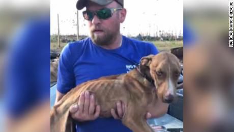 'Miracle' -- the dog rescued from a collapsed building in the Bahamas 1 month after Hurricane Dorian hit (Oct. 7, 2019)