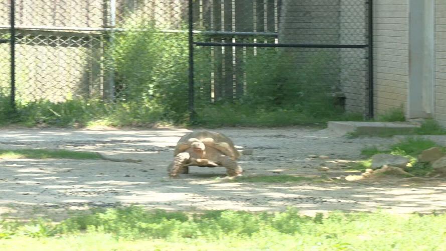 Zoo turtle migration.jpeg