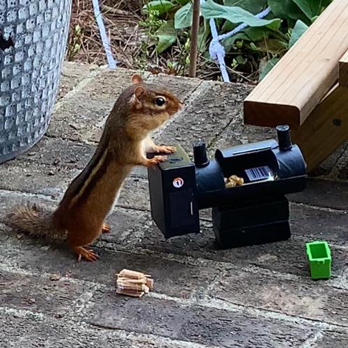 chipmunk meals 10-26-20 (4).jpg