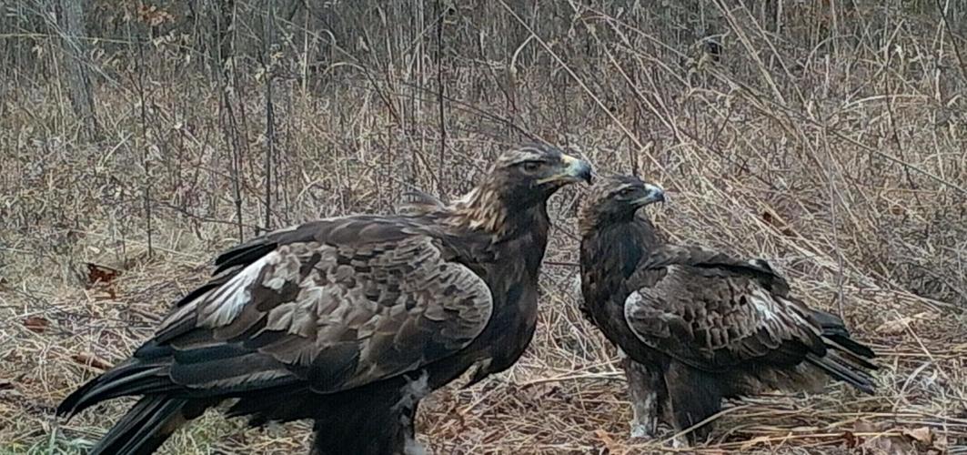 Harper and Athena golden eagles Bernheim