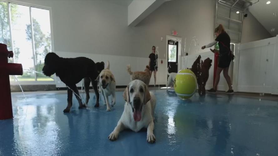 Dogs enjoying splash park at Pet Station Country Club
