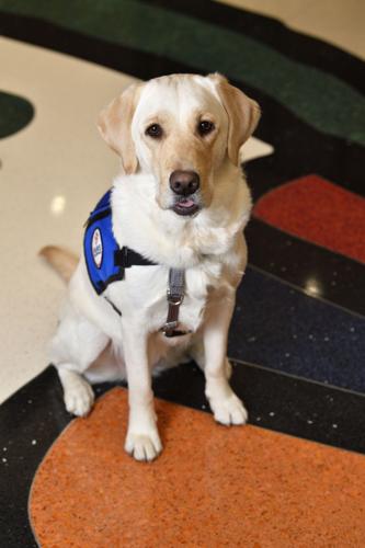 Facility Dog Program  Norton Healthcare Louisville, Ky.