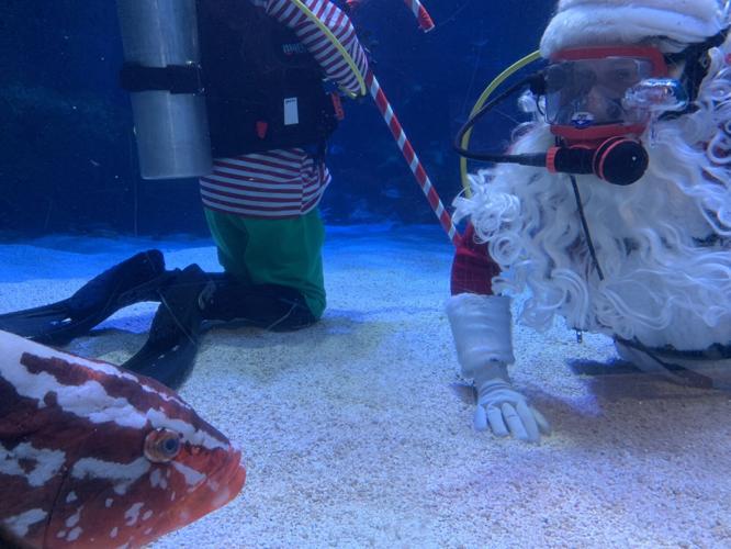 SCUBA SANTA - NEWPORT AQUARIUM - KK - 12-17-2020  (7).JPG
