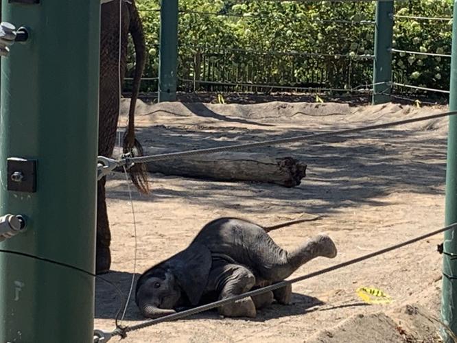 LOUISVILLE ZOO - BABY ELEPHANT DEBUT - MIKKI - 9-5-19  (15).jpg