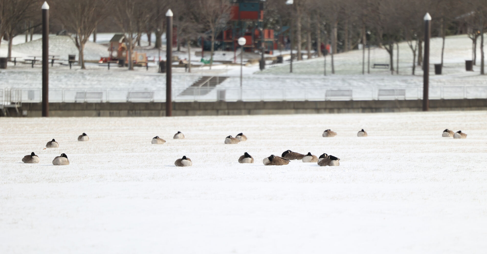 Geese sit in snow at Waterfront Park.JPG