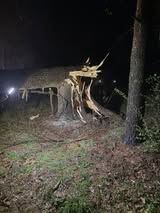 STORM - TREE DOWN - Amy Lewis Chase Madison IN