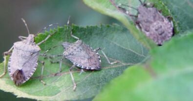 Invasion Of The Stink Bug | Weather Blog | Wdrb.com