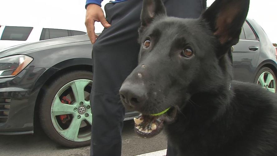 Mt. Washington drug dog Bane