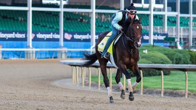 Meet The 2019 Kentucky Derby Horses Omaha Beach Scratched