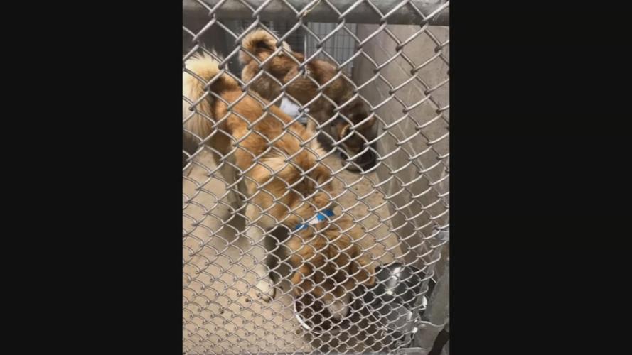 dogs found 12-24-19 (4).jpg