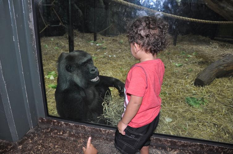 life at the zoo recipes