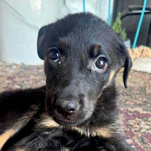Puppy abandoned in recycling bin