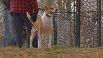 Jefferson County launches animal abuse registry