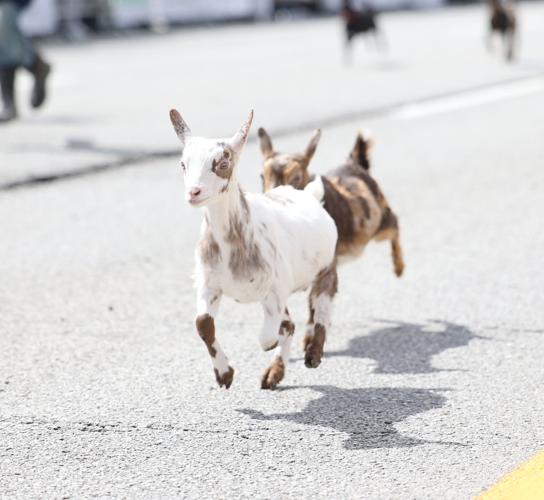 Goat runs in race