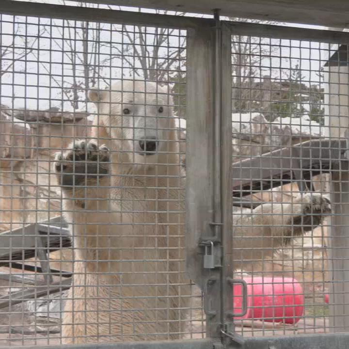 Twin polar bear cubs now on exhibit at Toledo Zoo