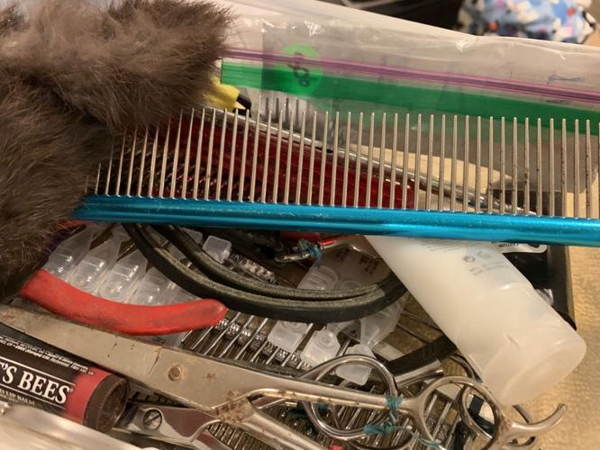 PAMPERING YOUR POOCH - LOUISVILLE KENNEL CLUB - KEITH KAISER  3-31-2020  (1).jpeg