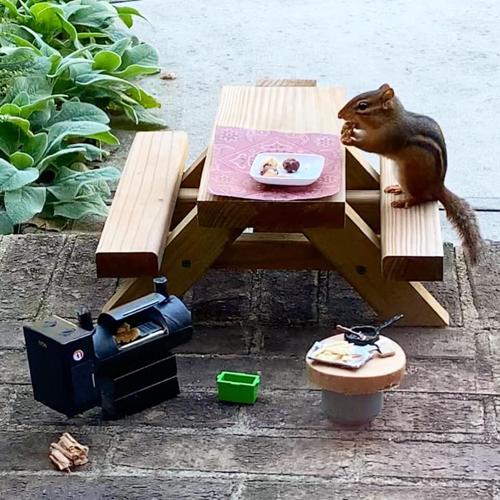Chipmunk meals 10-26-20 (5).jpg