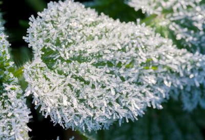 A Frost and Freeze Likely Tonight for Part of Area