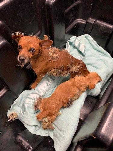 DOGS VERSUS CACTUS - COURTESY MARICOPA COUNTY ANIMAL CARE 1.jpg