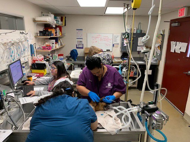 DOGS VERSUS CACTUS - COURTESY MARICOPA COUNTY ANIMAL CARE 2.jpg