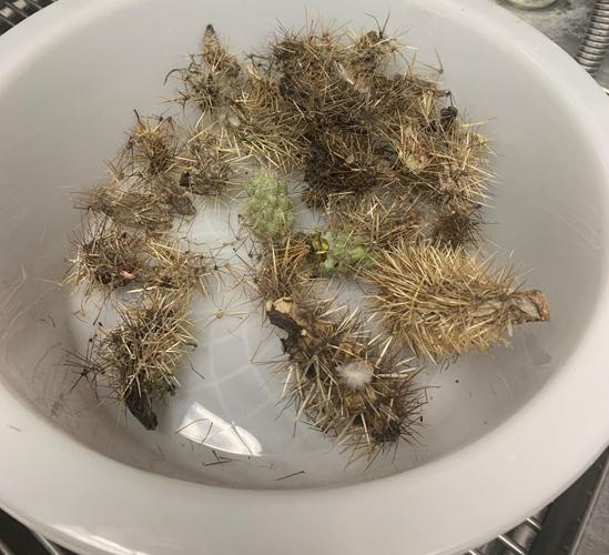 DOGS VERSUS CACTUS - COURTESY MARICOPA COUNTY ANIMAL CARE 3.jpg