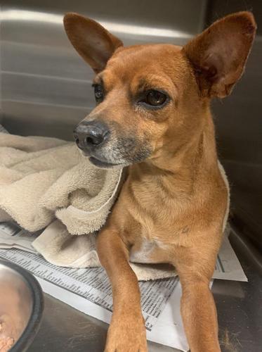 DOGS VERSUS CACTUS - COURTESY MARICOPA COUNTY ANIMAL CARE 4.jpg