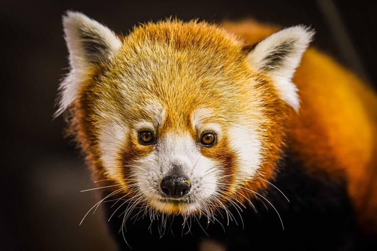 A red panda was unveiled as the Louisville Zoo's newest animal on May 16, 2023.