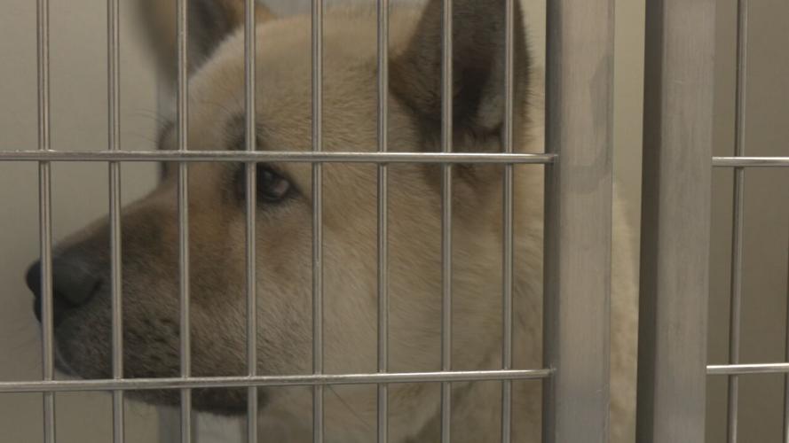 LMAS ON EUTHANIZING DOGS (1).jpeg