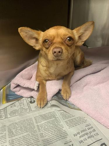 DOGS VERSUS CACTUS - COURTESY MARICOPA COUNTY ANIMAL CARE 5.jpg