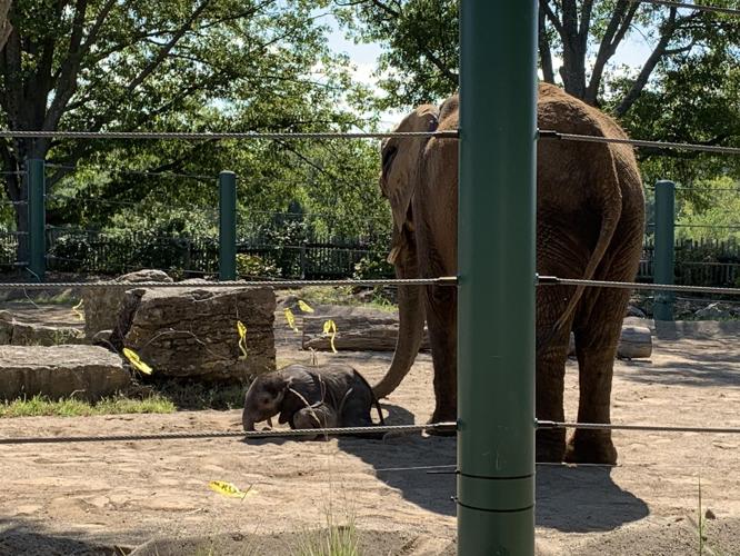 Louisville Zoo announces top 3 finalists for baby calf naming