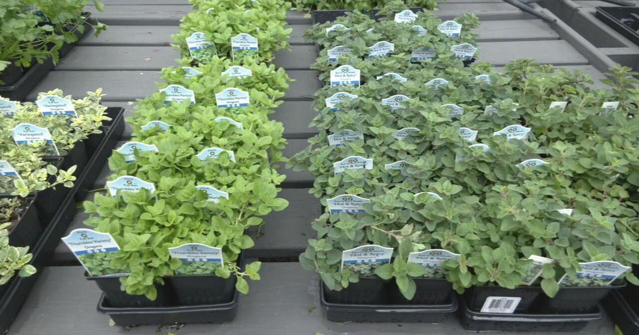 Get your garden on | 7 beginner tips for a successful planting season in Kentucky - Vimarsana News