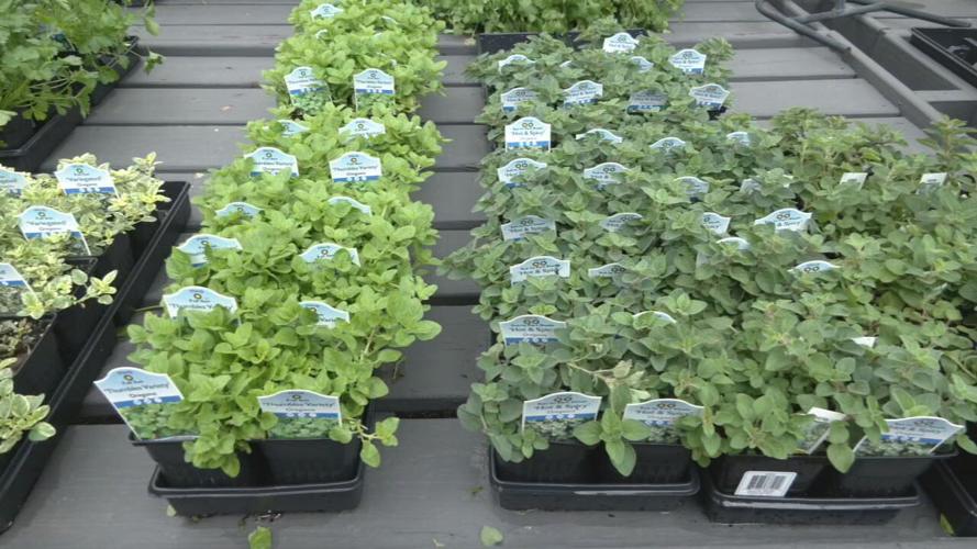 Herbs at Wallitsch Gardens