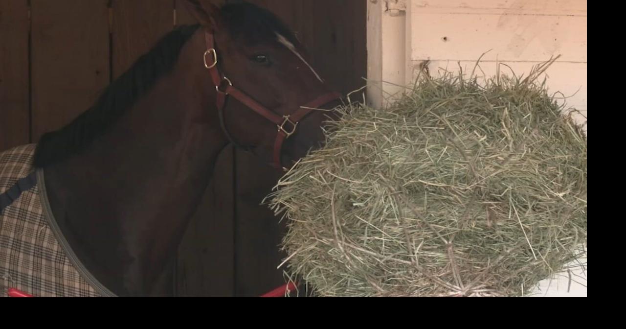 Catching up with Golden Tempo and trainer Cherie DeVaux the morning after winning Derby 152