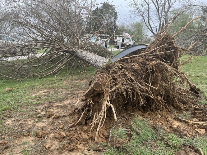 A downed tree after a tornado touched down in Meade County on April 5, 2023
