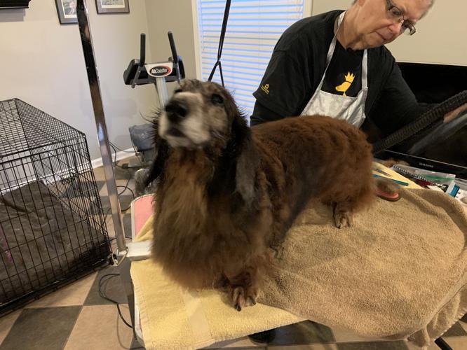 PAMPERING YOUR POOCH - LOUISVILLE KENNEL CLUB - KEITH KAISER  3-31-2020  (2).jpeg