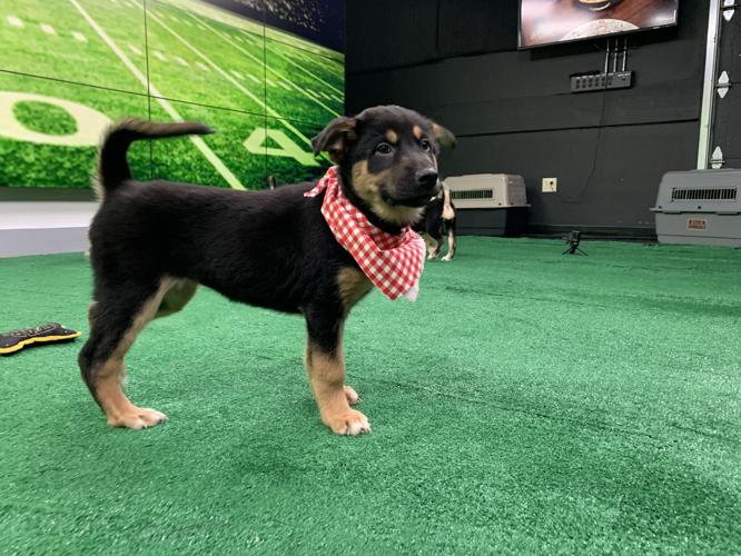 WDRB BARK BOWL 2023   (27).jpg