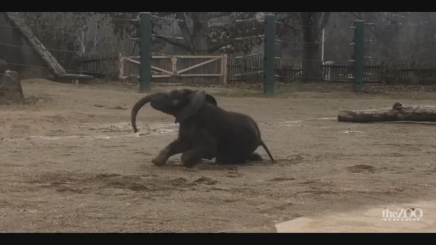 Fitz at Louisville Zoo