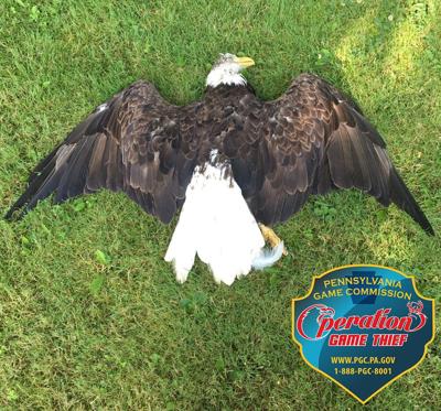 Bald Eagle Dead