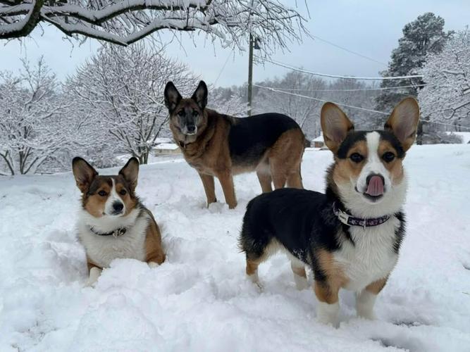 jackie ramsey dogs in snow 12.02.2025.jpg