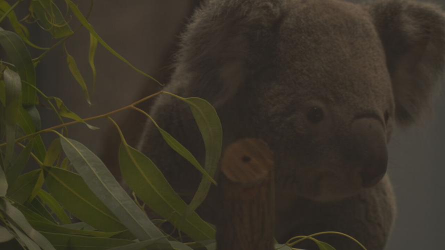The Louisville Zoo welcomed two new koalas. They are now on exhibit at the foot of Glacier Run.