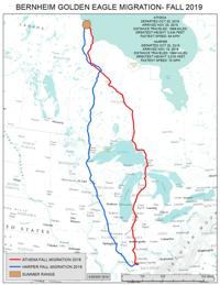 Flight Path of golden eagles