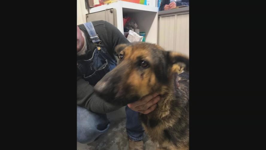 dogs found 12-24-19 (3).jpg