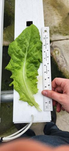 CARROLL COUNTY HIGH SCHOOL - HYDROPONICS GREENHOUSE - COURTESY  (2).JPG