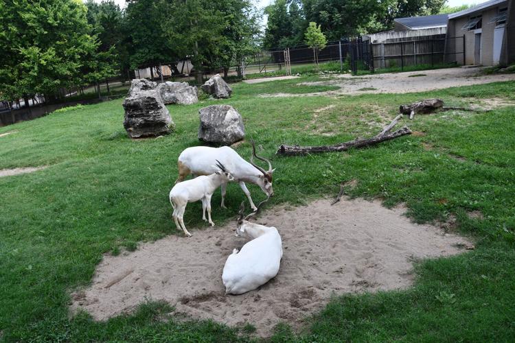 Addax family with Jira-Zoo photo.JPG