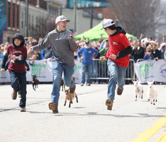 Goats run in race