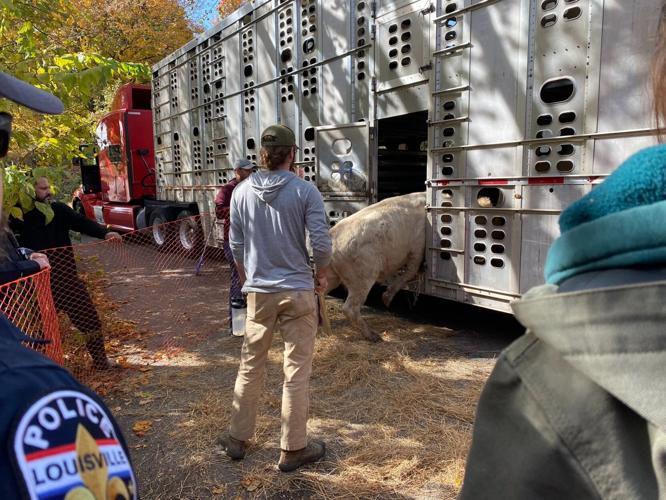 Cows in Cherokee Park