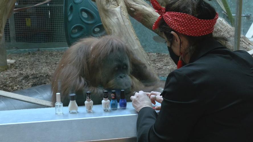AMBER THE ORANGUTAN PLAYING GAMES 2-18-2022  (8).jpeg