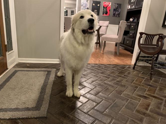 PAMPERING YOUR POOCH - LOUISVILLE KENNEL CLUB - KEITH KAISER  3-31-2020  (3).jpeg